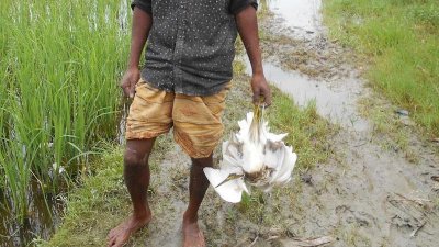 ফাঁদ পেতে পাখি শিকার করছে স্থানীয় শিকারীরা