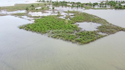 প্রশাসনের নজরদারি না থাকায় অবাধে কেটে ফেলা হচ্ছে গাছপালা