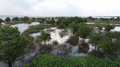 বর্তমানে বনের আয়তন ৮০০ একরে নেমেছে