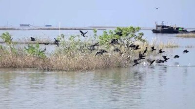 হাজারো পাখির কলকাকলীতে মুখরিত চারদিক