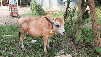 প্রতিদিন দূর-দুরান্ত থেকে লোক আসে টুনটুনিকে দেখতে