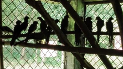 পার্কের ভেতরেই পাখিগুলোকে কোয়ারেন্টাইনে রাখা হয়েছে