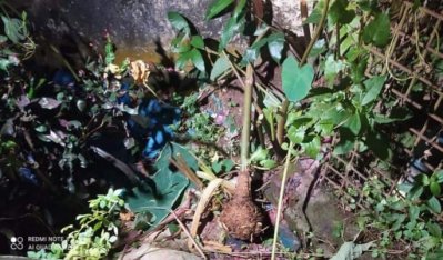 ঝোপের মধ্যে মেলে গদা