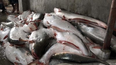 ইলিশের জালে ধরা পড়ছে বড় বড় পাঙাশ