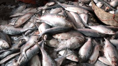বরিশালের মোকাকে ২০ হাজার মণ ইলিশ এসেছে