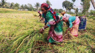 রাজশাহীতে লক্ষ্যমাত্রা ছাড়িয়েছে আমন উৎপাদন 