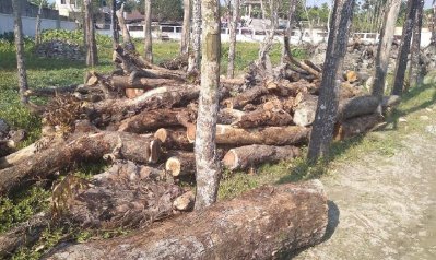 প্রকৌশলীর বাসা বানাতে দরপত্র ছাড়াই কাটা হলো গাছ  