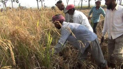 এ পর্যন্ত ছয় হাজার ১৬০ হেক্টর জমির ধান কাটা হয়েছে