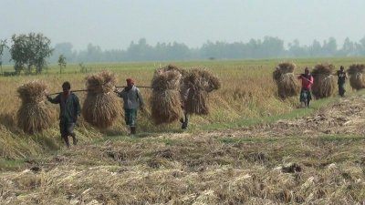 বিগত বছরের চেয়ে এবার ফলন ভালো হয়েছে