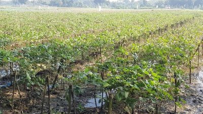 কয়েক দিনের টানা বৃষ্টিতে ক্ষেতে পানি জমে