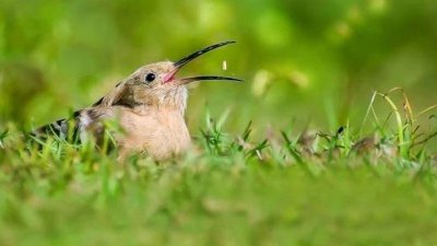 আসাফের তোলা ছবি