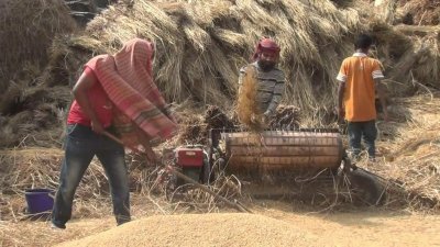 ধান ভাঙিয়ে গুদামে নিয়ে গেলে ভ্যান ভাড়া লাগে, আড়তদার বাড়ি থেকে এসে নিয়ে যান