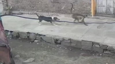 বানরকে ধাওয়া করছে কুকুর