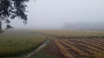 ঘন কুয়াশায় ফসলের ক্ষতির শঙ্কা