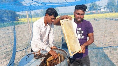 বাক্স থেকে প্রতি আট দিনে গড়ে প্রায় ১৫০০ কেজি মধু পাওয়া যায়