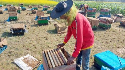 ডিসেম্বর থেকে এপ্রিল পর্যন্ত সরিষা থেকে মধু সংগ্রহের উপযুক্ত সময়