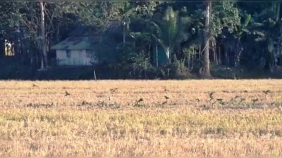 পাহাড়ে টিয়ার ঝাঁক, পাখিপ্রেমীরা খুশি, কৃষকরা বিপাকে