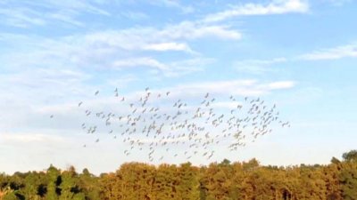 পাহাড়ে টিয়ার ঝাঁক, পাখিপ্রেমীরা খুশি, কৃষকরা বিপাকে