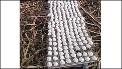 বড়ি বিক্রি করে অনেকেই জীবিকা নির্বাহ করছেন