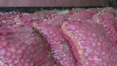 পেঁয়াজে গাছ গজানোয় কিনতে চাচ্ছেন না পাইকাররা