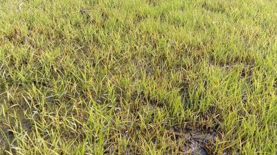কুয়াশায় ক্ষতিগ্রস্থ বীজতলা