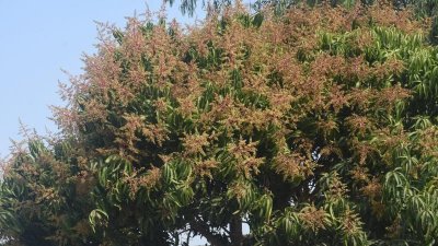রাজশাহীতে আমের মুকুলের সৌরভ, সঙ্গে কীটনাশকের গন্ধ