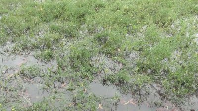 বৃষ্টির পানি জমেছে সরিষা ক্ষেতেও