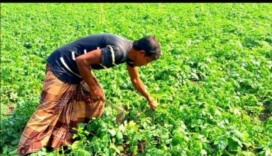  ক্ষেতের আলু নষ্ট হওয়ায় দুশ্চিন্তায় রয়েছেন কৃষকরা