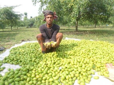২০ হাজার খরচ করে ২ লাখ টাকার কুল বিক্রি