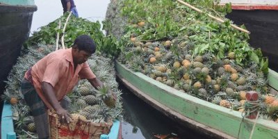 পাহাড়ে আগাম আনারসে চাষির মুখে হাসি