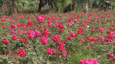 গ্রামে প্রবেশ করতেই চোখে পড়ে সারি সারি ফুলের বাগান