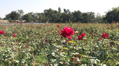 গোলাপ গ্রাম থেকে জানুয়ারি ও ফেব্রুয়ারি মাসে ১০ কোটি টাকার গোলাপ বিক্রির টার্গেট ছিল