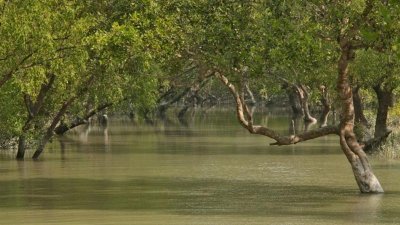 আজ সুন্দরবন দিবস