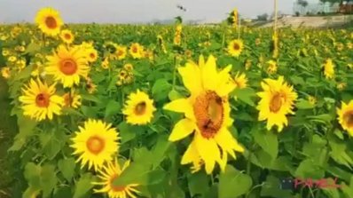 সূর্যমুখীর হাসি দর্শনার্থীদের মুখে