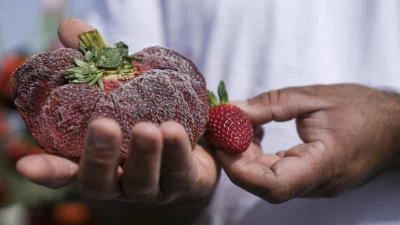 অন্য স্ট্রবেরির তুলনায় পাঁচগুণ বড়।