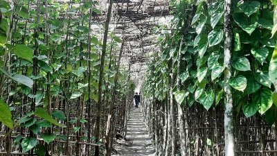 যুগ যুগ ধরে চুয়াডাঙ্গা জেলার বিভিন্ন এলাকায় পানের আবাদ হয়ে আসছে