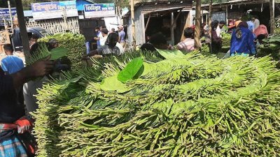 পান চাষ করে প্রতি বছরই লোকসান গুণছেন চাষিরা