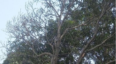 ব্যাটারির বিষাক্ত ধোঁয়ায় মরছে গাছ