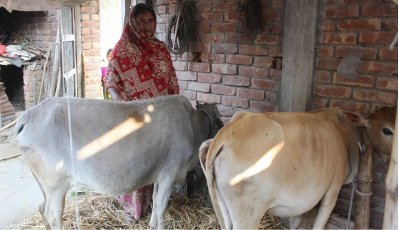 ব্যাটারির বিষাক্ত ধোঁয়ায় অসুস্থ হয়ে মারা যাচ্ছে গবাদি পশু