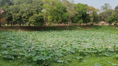 জাহাঙ্গীরনগর বিশ্ববিদ্যালয়ের লেকে ফুটেছে পদ্মফুল