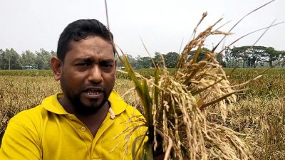 ইটভাটার ধোঁয়া-গ্যাসে পুড়েছে ৫০ বিঘা জমির ধান