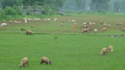 প্লানটেইন ঘাস ও রসুনের পাতা খাওয়ানোর ফলে ভেড়ার রক্তে সাত শতাংশ অ্যান্টি অক্সিডেন্ট বৃদ্ধি পেয়েছে