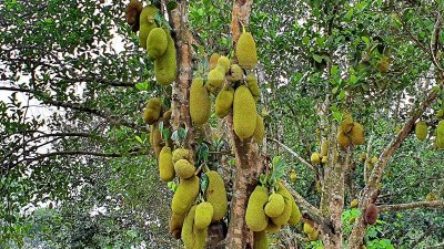 আজমপুর, আমুদাবাদ, রাজাপুর ও আমুদাবাদ এলাকায় কাঁঠালের ভালো ফলন হয়েছে