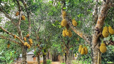 ব্রাহ্মণবাড়িয়ায় কাঁঠালের ভালো ফলন, ২২ কোটি টাকা বিক্রির আশা