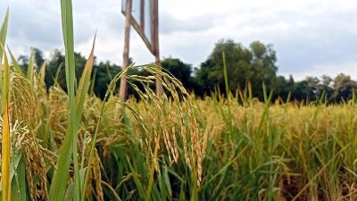 প্রতিটি ক্ষেতে পাকা-আধা পাকা ধান রয়েছে