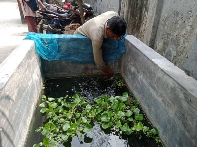 নগরবাসীকে স্বস্তি দিতে নিভৃতে গাপ্পি চাষ করছেন তারা