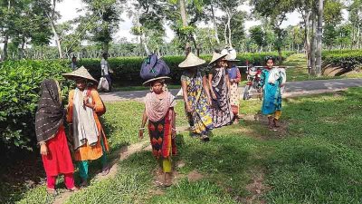 কাজে ফিরেছেন মৌলভীবাজারের শতভাগ চা শ্রমিক