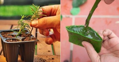 অ্যালোভেরা জেল রুটিং হরমোনের কাজ করে 