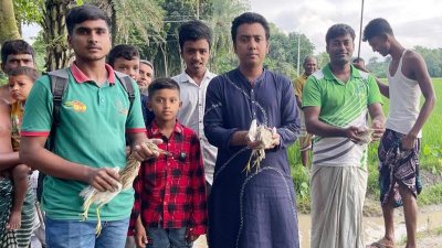 চলনবিলে বক নিধন, পরিবেশকর্মীরা ধ্বংস করলেন ৭ ‘কিল্লা’