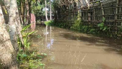 বাগেরহাটে আতঙ্ক কাটলেও ফসলে সিত্রাংয়ের ক্ষতচিহ্ন